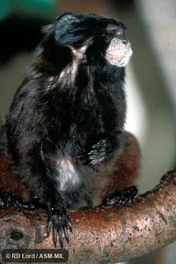 Front view.  Formerly Leontocebus nigricollis.  Also as Black Mantle Tamarin|Graells's Black-mantled Tamarin|Graells's Tamarin|Hernández-Camacho's Black-mantled Tamarin|Spix's Black-mantled Tamarin.  Formerly Cebidae (Callitrichinae).
