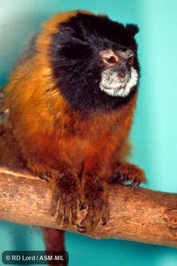 Sitting on branch, front view.  Formerly Leontocebus tripartitus.  Also as Golden-mantle Saddleback Tamarin|Golden-mantled Tamarin.  Formerly Cebidae. (Callitrichinae).