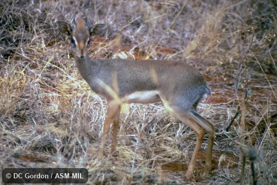 Side view of male, (shoulder height 300-400 mm).  Formerly as Madoqua kirkii hindei, Kirk's Dik-dik or Madoqua hindei, Hinde's Dik-dik.