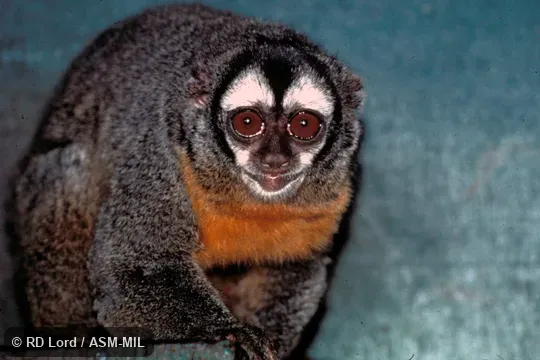 Front view.  Formerly in Cebidae.  Also as Black-headed Owl Monkey, Night Monkey, Owl Monkey.