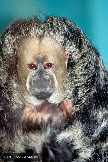 Adult female.  Close-up of face.  Identified as Pithecia inusta, Burnished Saki, by Laura K. Marsh.  Formerly Pithecia monachus monachus.  May represent undescribed species.