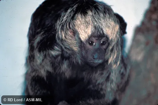 Juvenile male.  Front view.  Identified by Laura K. Marsh as Pithecis mettermeieri, Mittermeier's Tapajos Saki.  Also as Bald-faced Saki|Gray Monkey Saki|Gray Saki|Gray's Bald-faced Saki|Ryland's Bald-faced Saki|Mittermeier's Saki|Mittermeier's Tapajos Saki|Pissinatti's Bald-faced Saki.