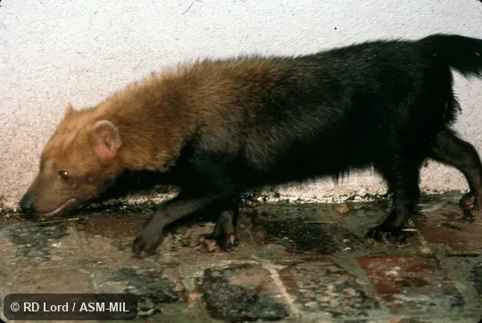 Lateral view of walking adult.  Also as Vinegar Dog|Savannah Dog.