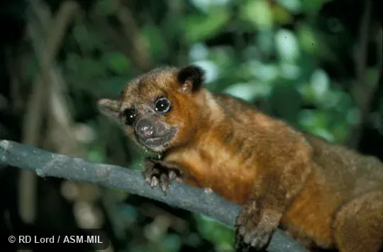 Lateral view of head and forelimb, resting on branch