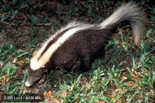 Quartering view of entire animal, walking