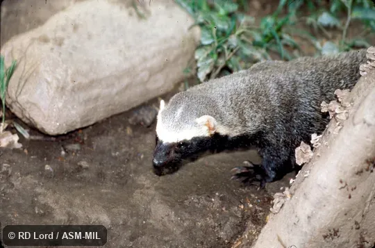 Lateral view of head and forelimb
