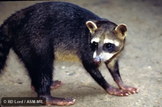 Side view of standing adult, tail not visible.  Also as Southern Raccoon.
