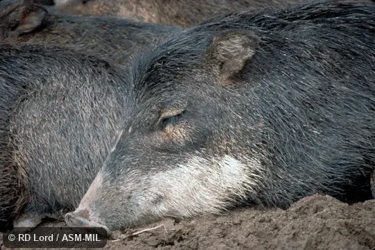 Close up of head of sleeping individual