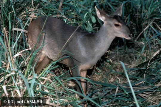 Lateral view, female.  Formerly Mazama gouazoubira.  Also as Brown Brocket|Gray Brocket.
