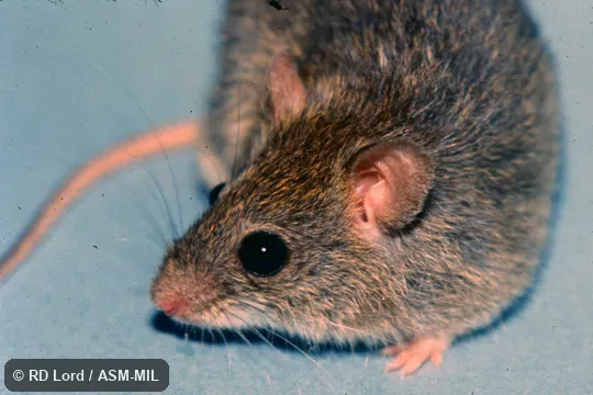 Male.  Also as Short-tailed Zygodont|Cane Mouse.