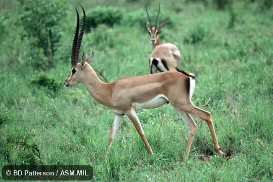 Adult male, side view, walking.  Formerly as Nanger granti petersii, Grant's Gazelle.
