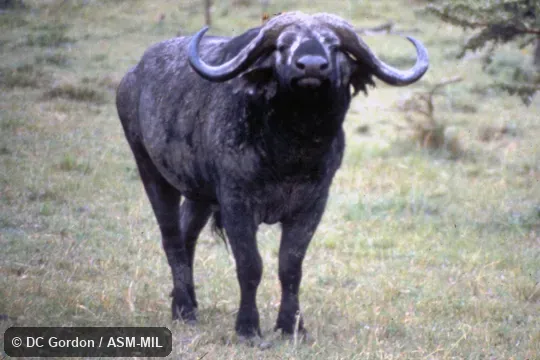 Front view.  Syncerus caffer caffer.  Also as Cape Buffalo|Southern Savanna Buffalo.