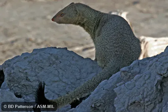 Rear view of sitting adult, side of head and entire tail visible.  Formerly Galerella sanguinea.
