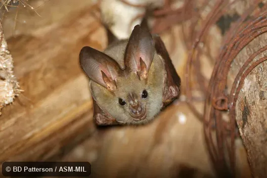 Facial view of roosting adult with eyes open, tragus and noseleaf visible.  Also as African False Vampire Bat|African Heart-nosed Bat|Heart-nosed Bat|Heart-nosed Big-eared Bat.