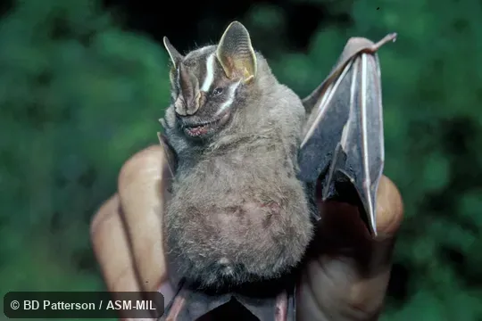 Handheld adult, showing face.  Formerly Artibeus gnomus|Dermanura gnomus.  Also as Dwarf Little Fruit-eating Bat.