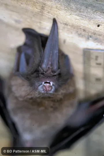 Front view, only noseleaf and lips in focus.  Also as Tomes's Sword-nosed Bat.