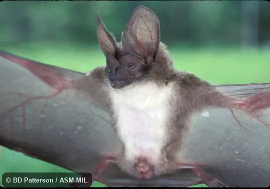Adult with wings spread, face visible Adult with wings spread, face visible
