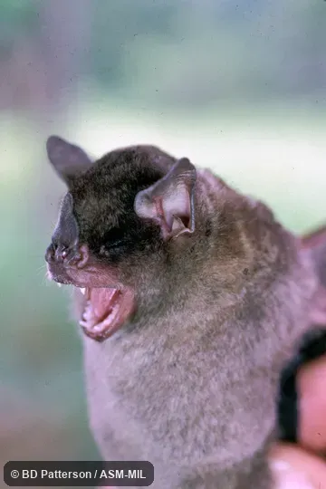 Adult, handheld, mouth open