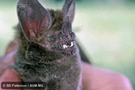 Closeup of face, protuberances on lips clearly visible.  Formerly Trachops cirrhosus cirrhosus, Fringe-lipped Bat.  Also as Frog-eating Bat.