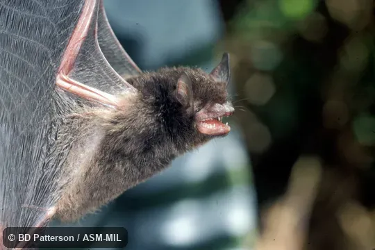 Side view, suspended by wings, mouth open