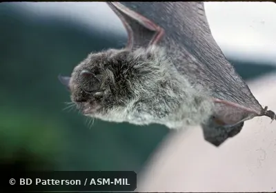 Side view, suspended by wings