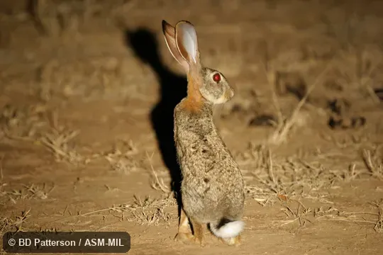 Rear view of sitting adult with tail and side of head visible.  Also as East African Hare.