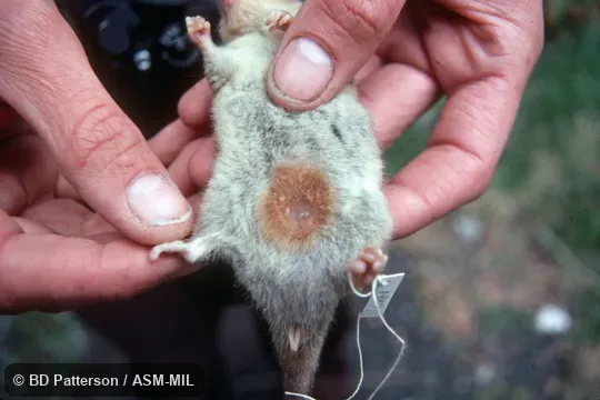 Ventral view, handheld, showing mammae in rudimentary pouch.  Also as Chilean Opossum, Colocolo Opossum.
