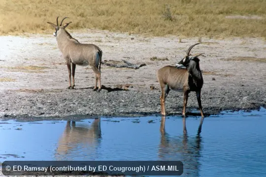 Front and side views of two animals