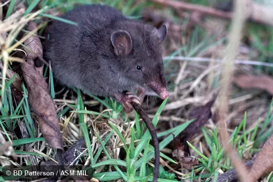 Right quartering view of adult sitting on tail, right front foot and part of tail in focus.  Also as Incan Caenolestid, Peruvian Shrew-opossum.