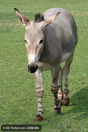 Adult, walking toward camera, head and feet visible, Equus africanus somalicus (= somaliensis), Somali Wild Ass.  Also as Equus asinus somalicus.