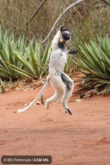 Adult, suspended in air during bipedal half-bound.  Also as White Sifaka.