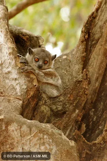 Adult in tree cavity, face and front feet visible.  Previously identified as Lepilemur leucopus, White-footed Sportive Lemur.