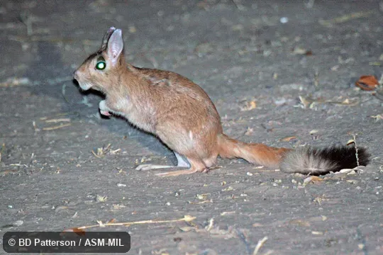 Side view, hind feet and tail on ground, night.  Also as South African Spring Hare|Southern African Springhaas.