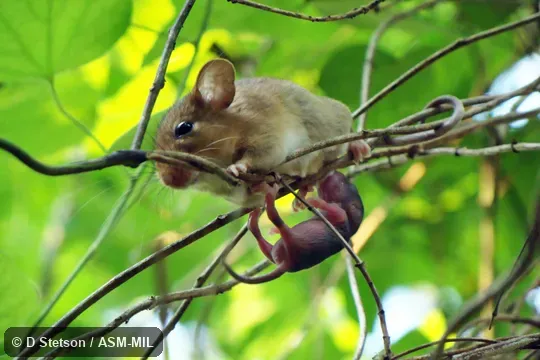 Female suckling infant, in vines