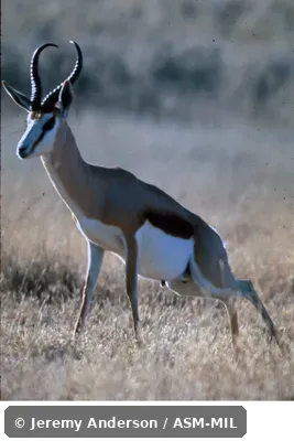 Side view, linked defecation/urination sequence. Antidorcas marsupialis marsupialis. Also as Cape Springbok. Side view, linked defecation/urination sequence. Antidorcas marsupialis marsupialis. Also as Cape Springbok.