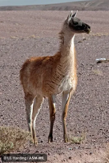 Front, quartering view of standing male; feet visible.  Formerly Lama glama guanicoe.