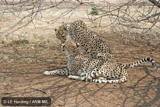 Two animals, interacting