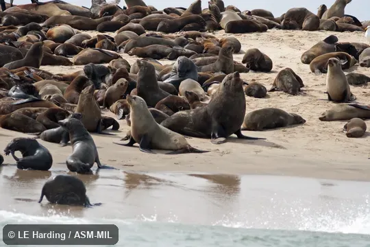 Adult male, females, and pups on beach.  Arctocephalus pusillus pusillus.  Also as Brown Fur Seal, Cape Fur Seal, South African Fur Seal.