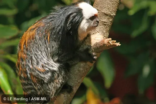 Lateral view, clinging to branch.  Also as White-faced Marmoset, White-headed Marmoset.  Formerly Cebidae (Callitrichinae).
