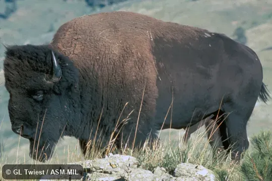 Side view of bull.  Formerly Bison bison.