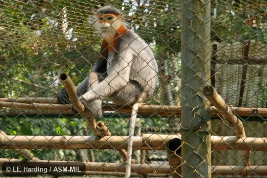 Sitting adult, face, limbs, and most of tail visible.  Also as Gray-shanked Douc Langur|Gray-shanked Douc Monkey.