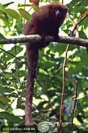 Adult in tree facing camera.  Formerly Callicebus brunneus or Plecturocebus brunneus.