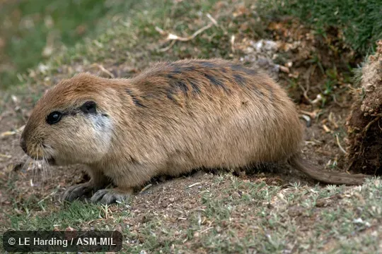 Lateral view; head, front feet, and tail visible.  Also as Tawny Tuco-tuco.