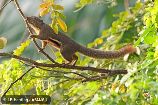 Lateral view on branch; side markings and tail visible.  Also as Oriental Squirrel|Tricoloured Squirrel.