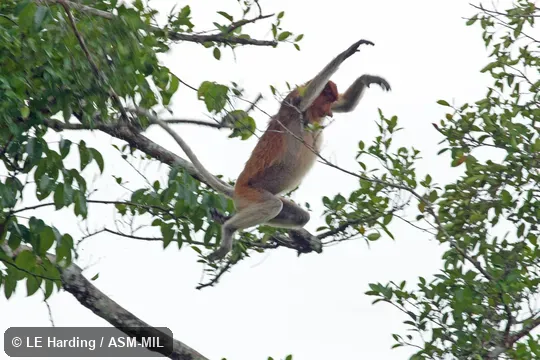Adult female jumping.  Also as Long-nosed Monkey.
