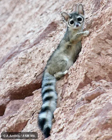 Side view of released adult on rock wall