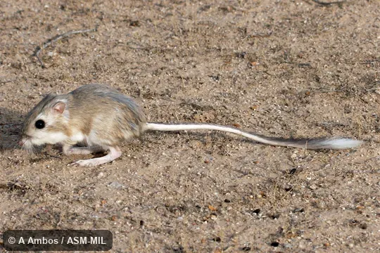 Side view of released adult on ground, Dipodomys deserti arizonae.