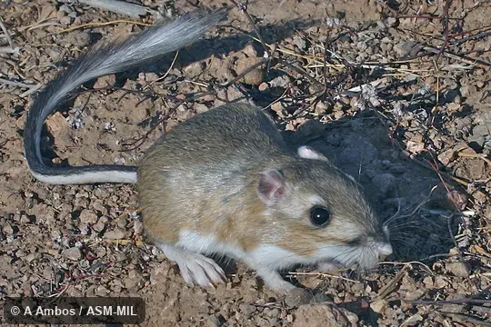Dipodomys microps occidentalis.  Side view of released adult on ground.  Also as Great Basin Kangaroo Rat|Houserock Chisel-toothed Kangaroo Rat|House Rock Valley Kangaroo Rat|Inyo Pocket Rat|Small-faced Kangaroo Rat.
