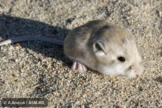 Formerly Microdipodops pallidus pallidus.  Side view of released adult on ground.  Also as Pale Kangaroo Mouse|Pallid Kangaroo Mouse|Soda Spring Valley Kangaroo Mouse.