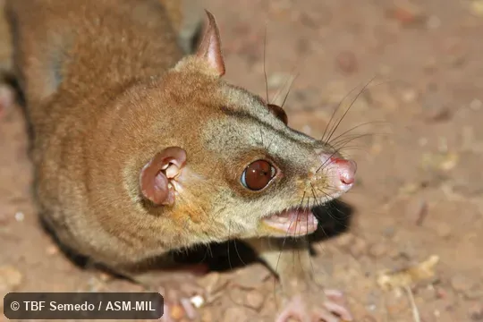 Close-up of side of head, caught in trap in vines near watercourse
